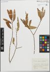 Foto von Salix fragilis L. x Salix vitellina L.